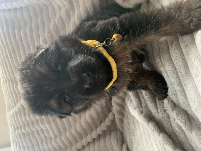 6 gorgeous German Shepard puppies 