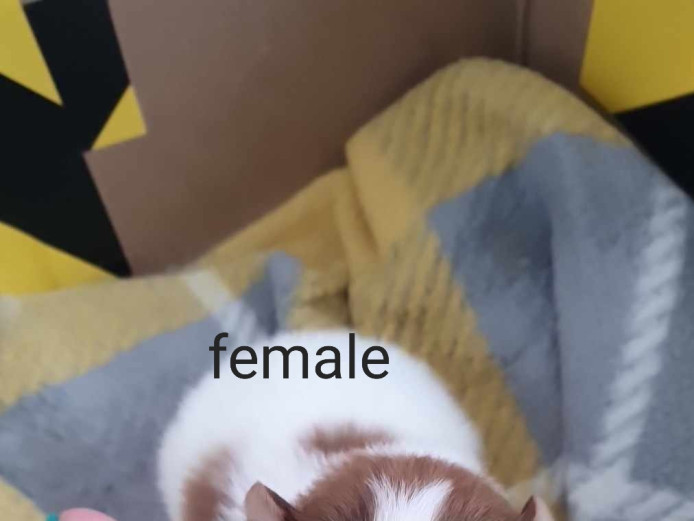 Pomchi puppies ???? 3 males and 1 female available 