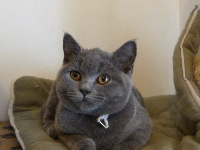 Pedigree BSH kittens 