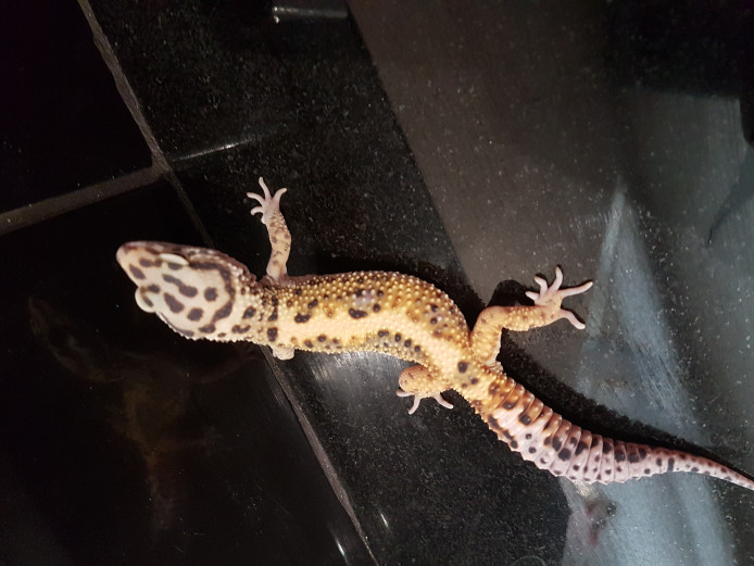 Leopard Geckos