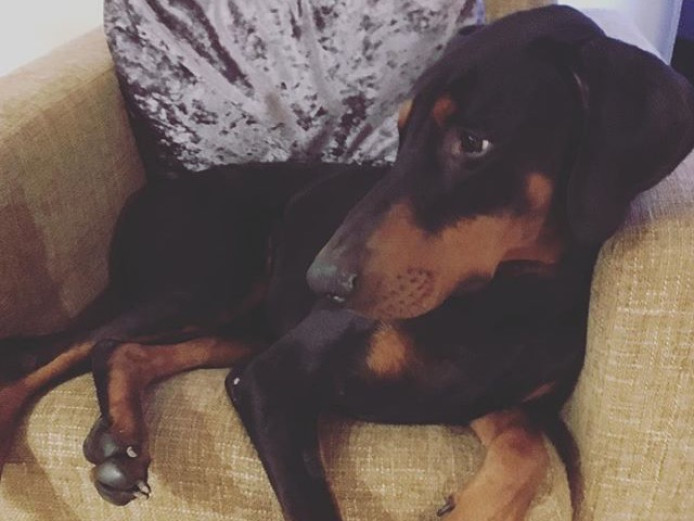 Dobermann for re-homing