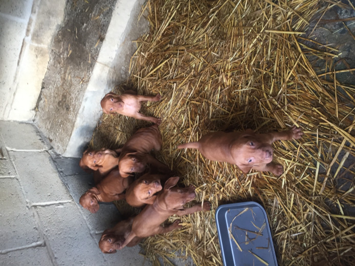 Chunky Hungarian vizsla for sale 