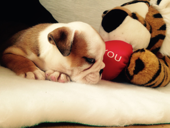 English bulldog puppies for sale 