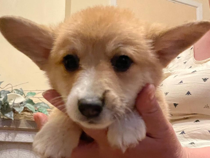 Pembroke Welsh corgi