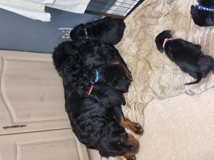 Rottweiler  cross labrador  puppies for sale 