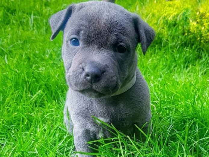 Fantastic Litter of Blue Kc registered Staffy Pups
