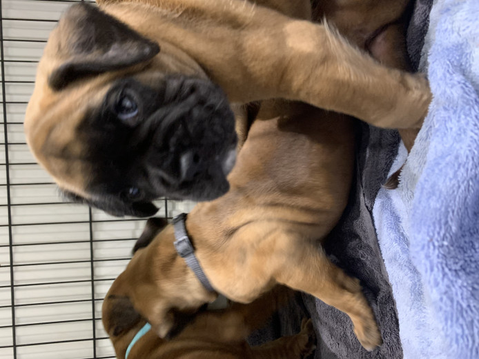 Boxer puppies 5 weeks old