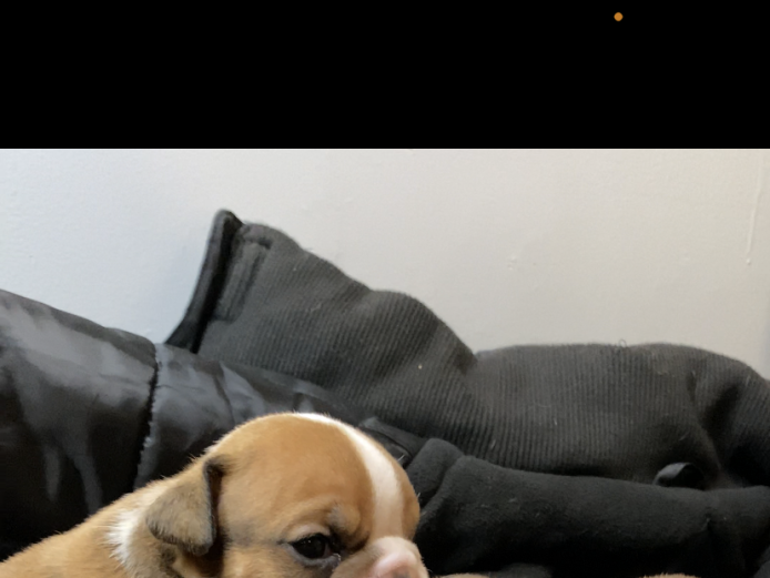 Chicago AKC English bulldogs 