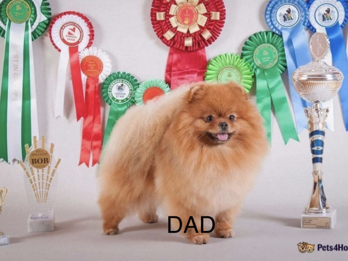 Pure Pomeranian puppies for sale