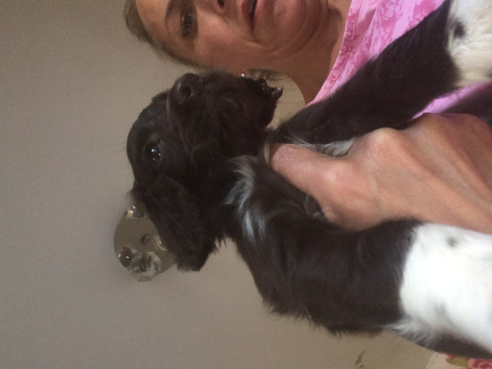 Male Sprocker Puppies