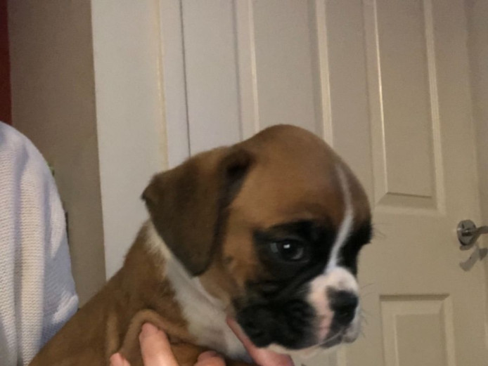 Gorgeous Boxer Puppies