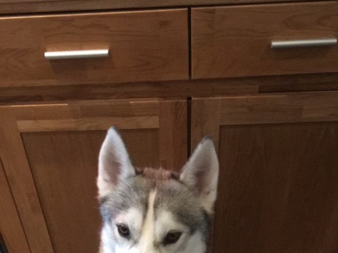 Proven Siberian Husky 