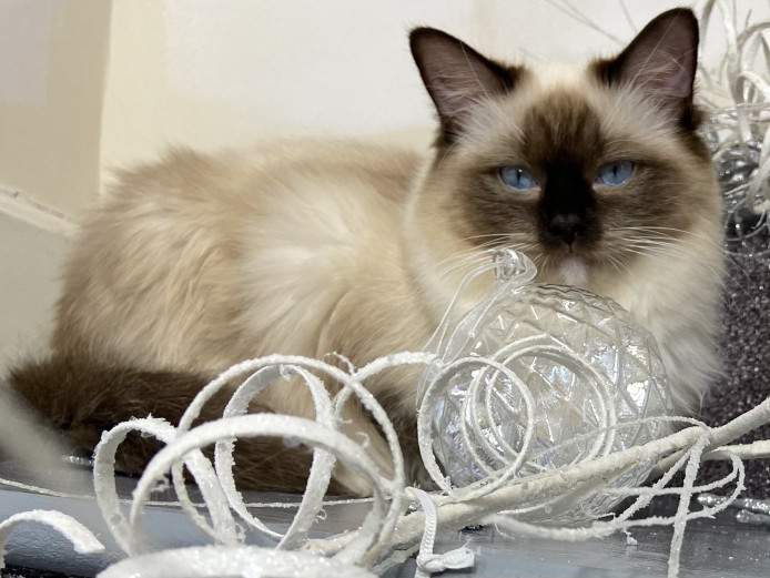 RAGDOLL SEAL MITTED KITTYS