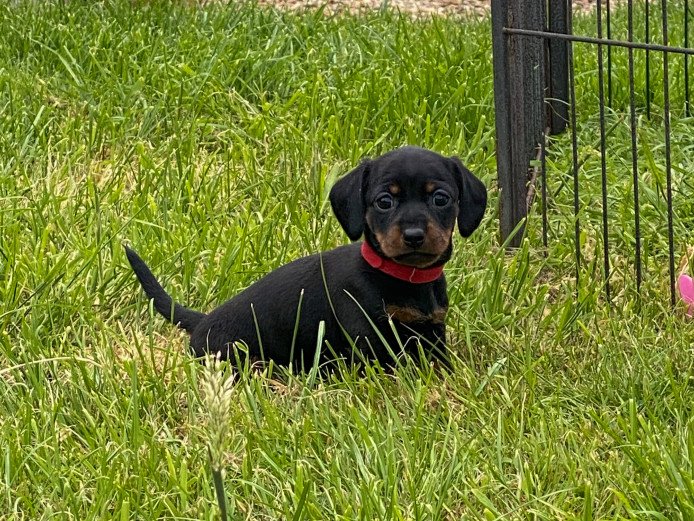 Gorgeous Miniature Dachshund Pups