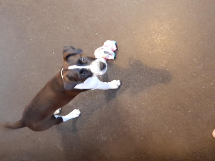 Jack russell puppy for sale