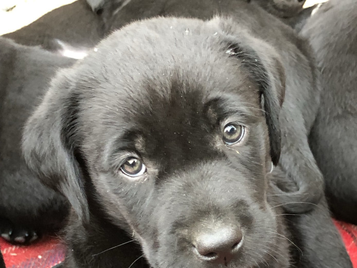 Labrador retriever puppies 