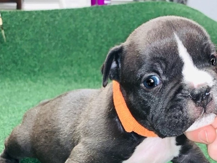 American Bully (Micro)