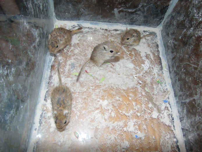 $6 Each Teenage Gerbils