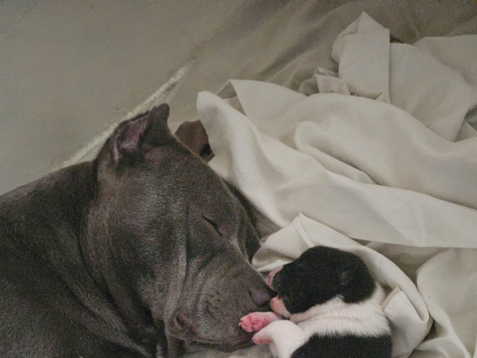 Xl bully Cross borad collie 