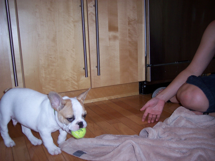 14 weeks old male french bulldog puppy ready now