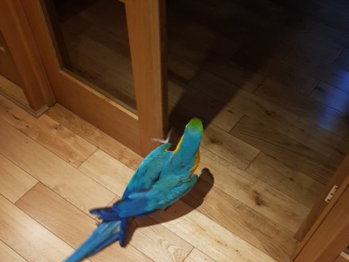 perfect feathers B&G macaws