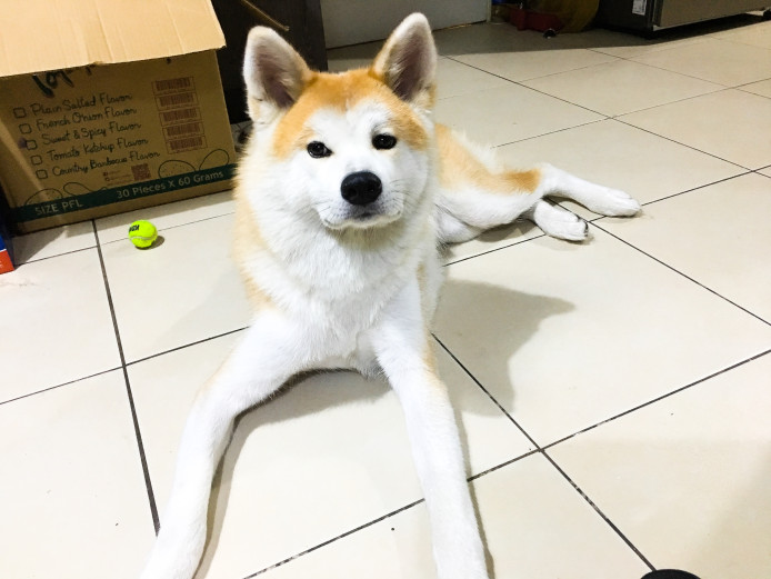 KC registered import Japanese Akita Inu (female)