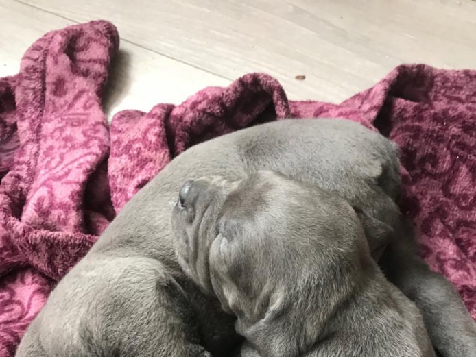 Mastiff for Sale Pressa Half Cane Coursa Canera