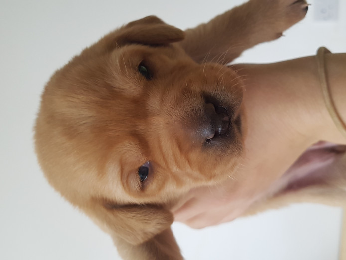 Toilet trained Labrador retriever puppies 