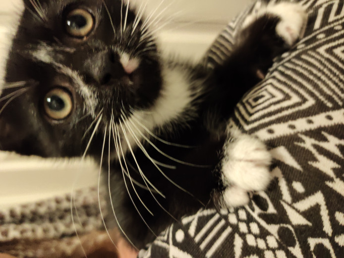 kittens for sale in Edgware