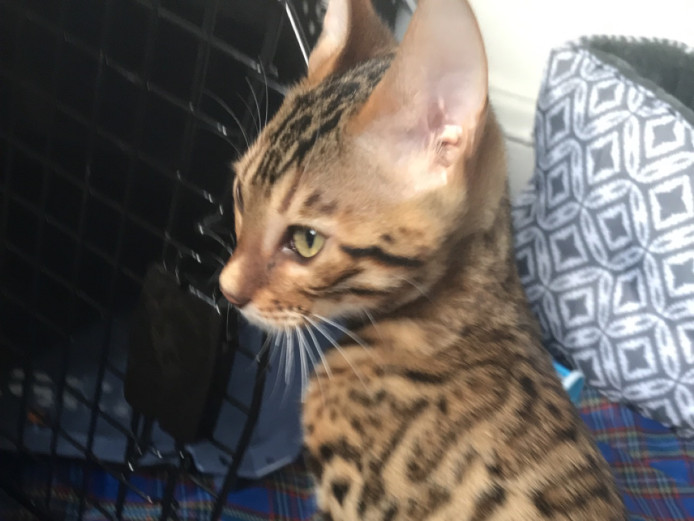 Lovely bengal kitten 