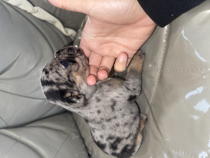 DWKC REGISTERED FRENCH BULLDOGS FOR SALE 