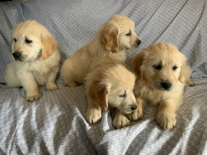 Purebred Golden Retriever Puppies