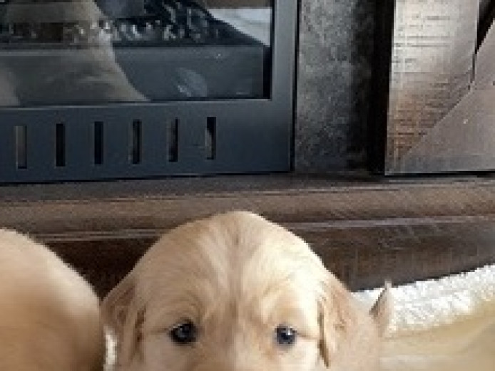 8 Weeks Old Golden Retriever  puppies
