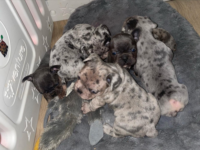 Stunning Merle french bulldog puppies