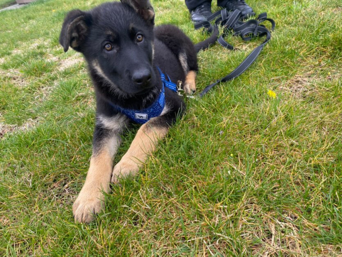 German shepherd needs a home