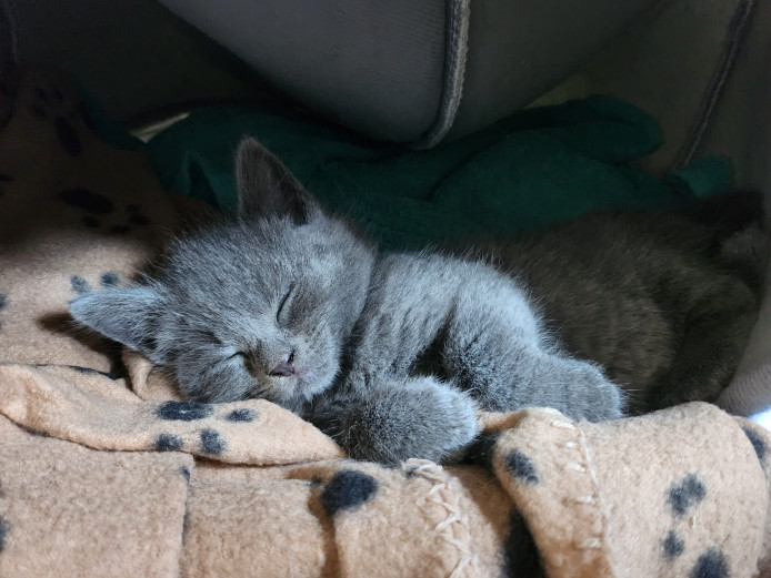 British shorthaired/Norwegian forest cat 