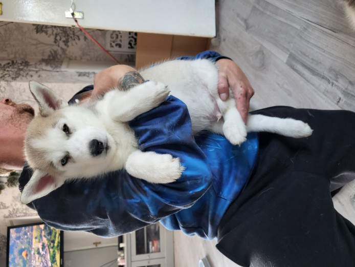 Siberian Husky puppies 