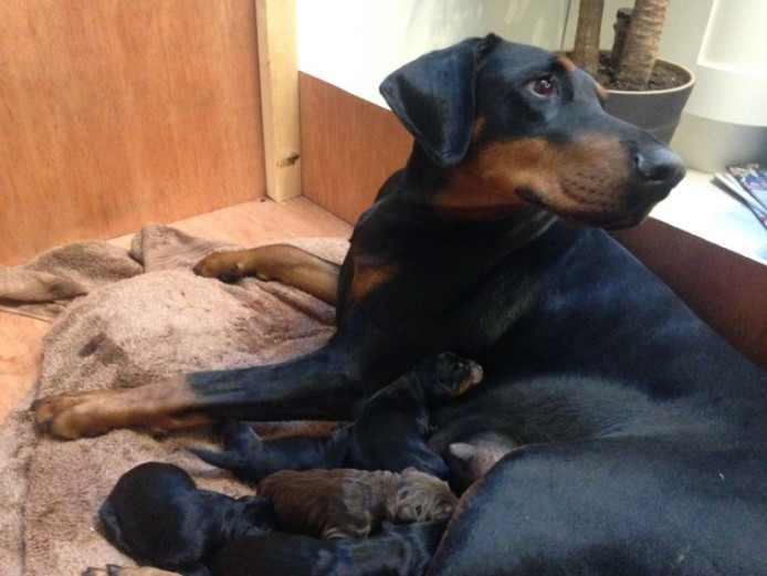 Dobermann Puppies For Sale Dobermann for Sale Hampshire Mypetzilla