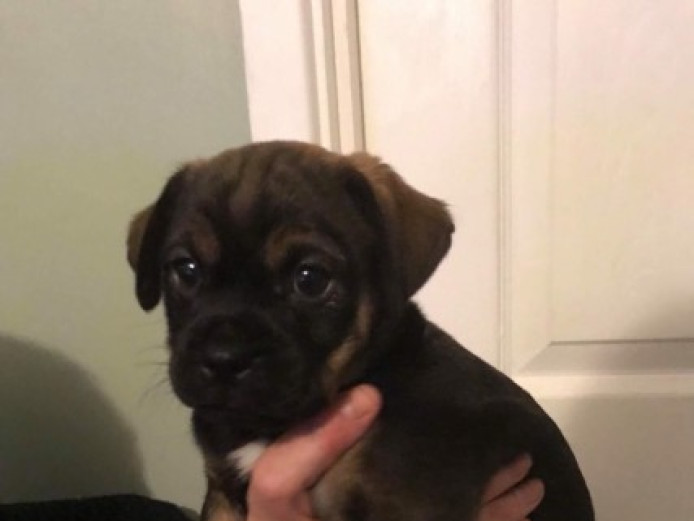 Stunning Jug Puppy For Sale Jug for Sale Swansea Mypetzilla