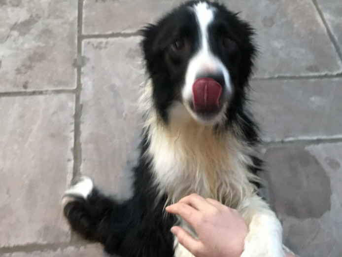 Beautiful Border Collie To Rehome Border Collie for Sale Tyne and