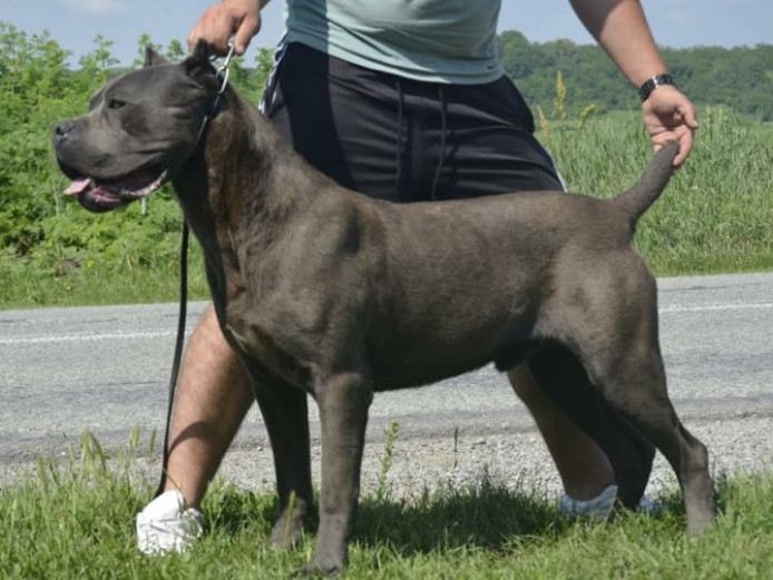 2 Beautiful Cane Corso Cane Corso for Sale East London Mypetzilla