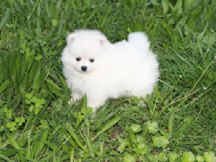 Two Awesome T-Cup Pomeranian Puppies