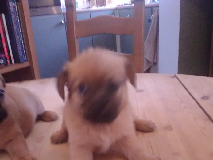 Pug border terrier x Yorkshire terrier 