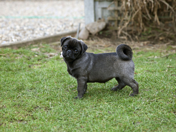 True Pug puppies happy become your friends
