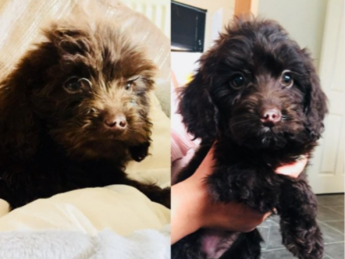 chocolate cockapoo puppies