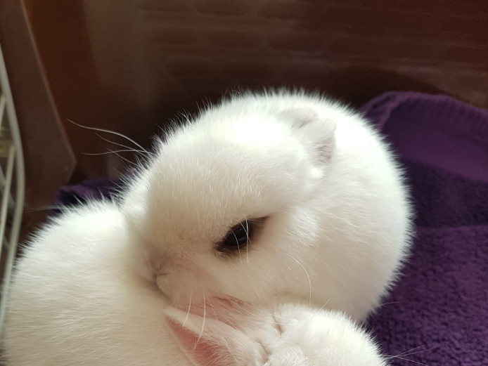 2 cute female Netherland dwarf bunnies for sale