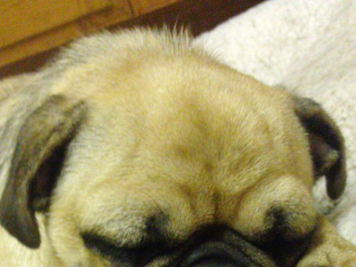3 year old pug girl 