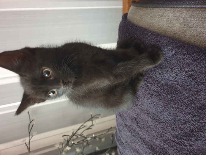 2 Stunning Kittens for sale