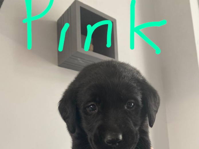 Beautiful black labrador puppies for sale 