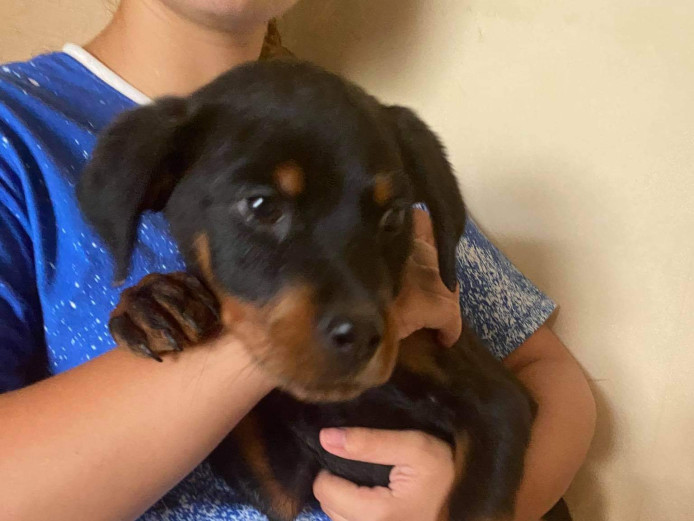 Puppy Rottweiler 